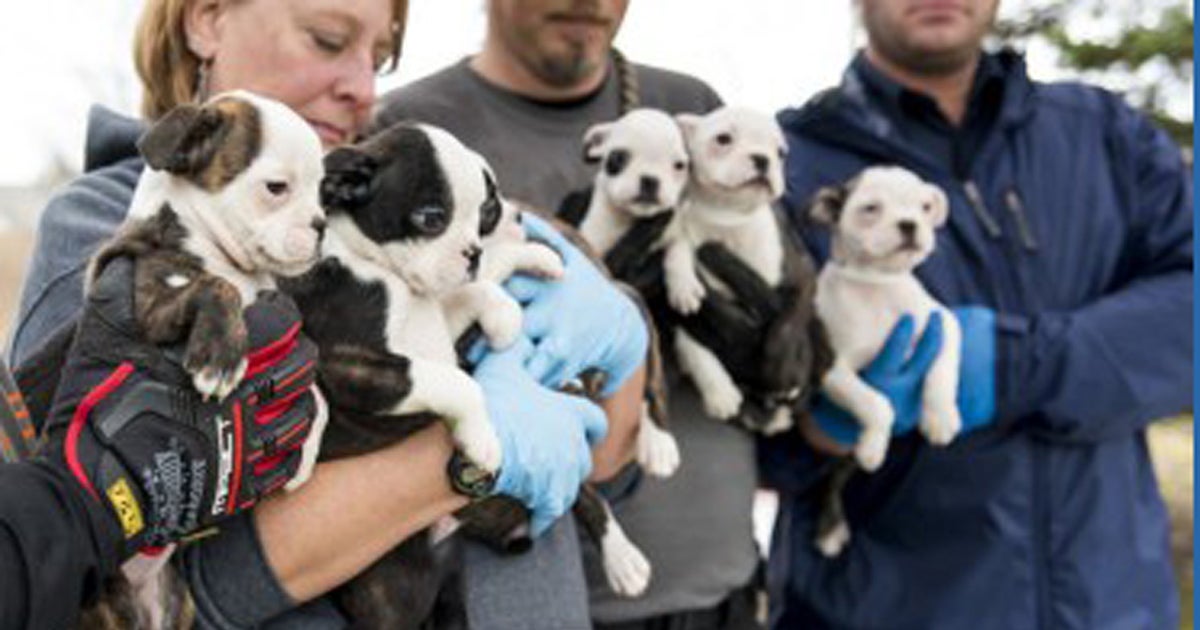 More than 50 dogs rescued in Michigan puppy mill raid - CBS News