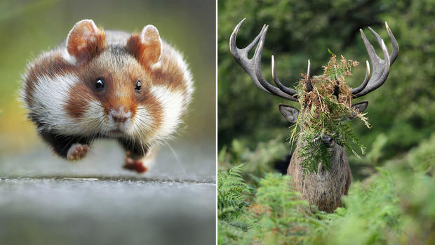 Hilarious winners of the 2015 Comedy Wildlife Photography Awards 