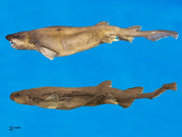 bythaelurus-naylorinew-catshark-c-david-ebert.jpg 