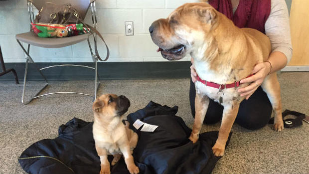 Mugsy towers over young Nelson at the MSPCA-Angell adoption center (credit MSPCA-Angell) 