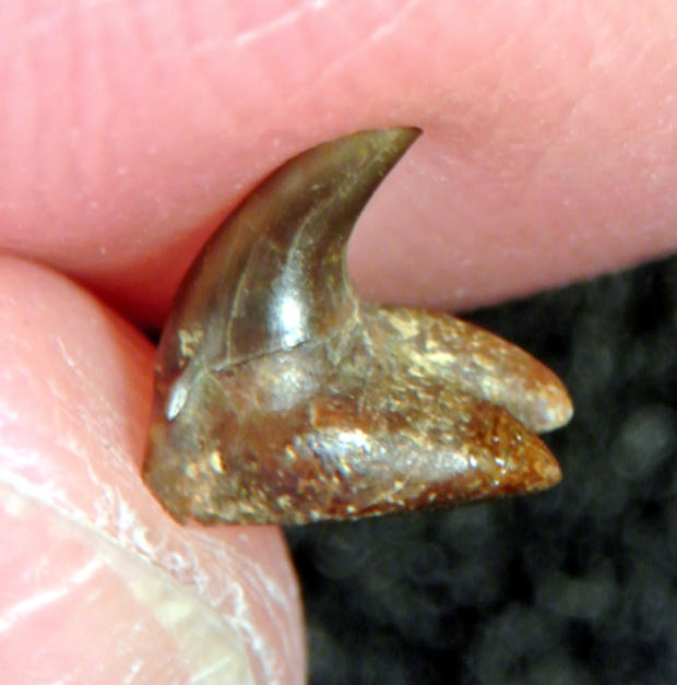 pseudomegachasma-fossil-toothfalse-megamouth-shark-c-kenshu-shimada.jpg 