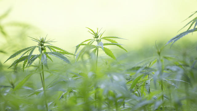 marijuana-plants.jpg 