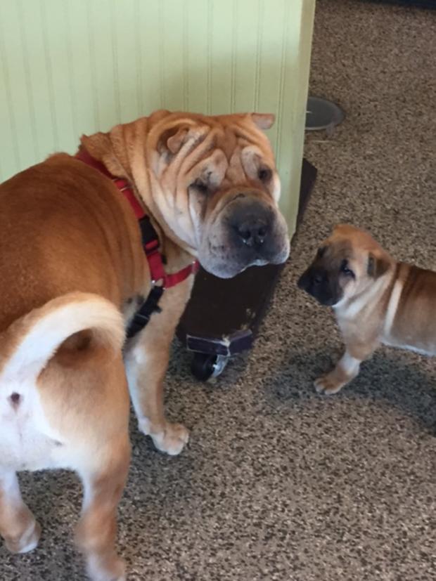 Mugsy and Nelson getting ready to leave the MSPCA-Angell adoption center (credit MSPCA-Angell) 