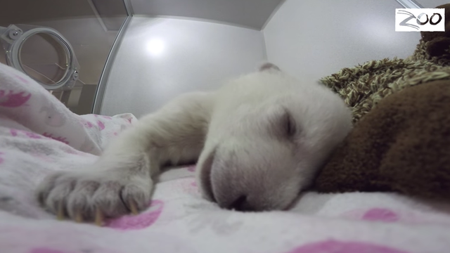 polar bear cub.png 