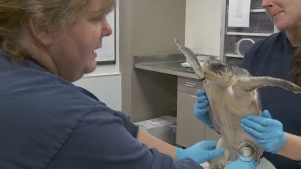 seaturtle2.jpg 