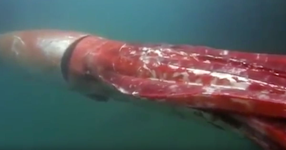 Giant squid makes rare up-close appearance in Japan's Toyama Bay - CBS News