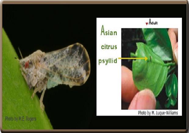 Asian Citrus Psyllid (ACP) 