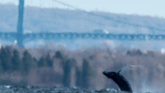 narragansett-bay-whale.jpg 