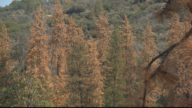 evening-news-air-record-20151230-net03mdc-01frame32605.png 