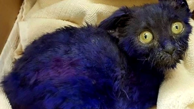 purplekitten2.jpg 