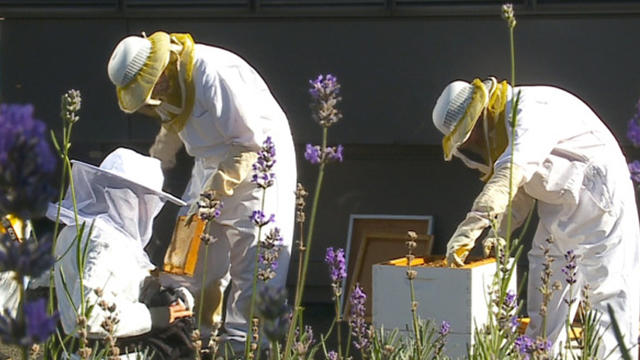 beekeepers.jpg 