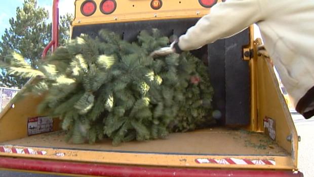 christmas tree recycling treecycle 
