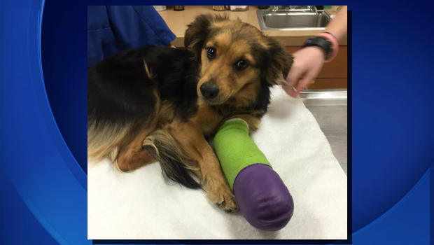 Injured Australian Shepherd Bella That Fell from Highway 4 Overpass in the East Bay 