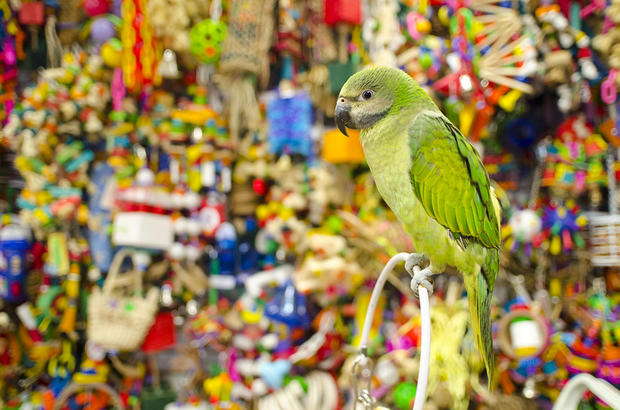 the perfect parrot - bird store - north hollywood 