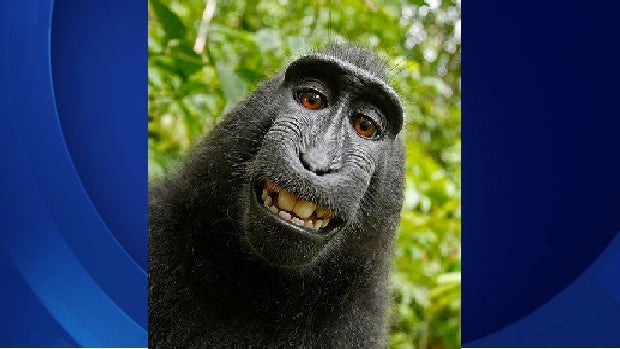 monkeyselfiewithbg.jpg 