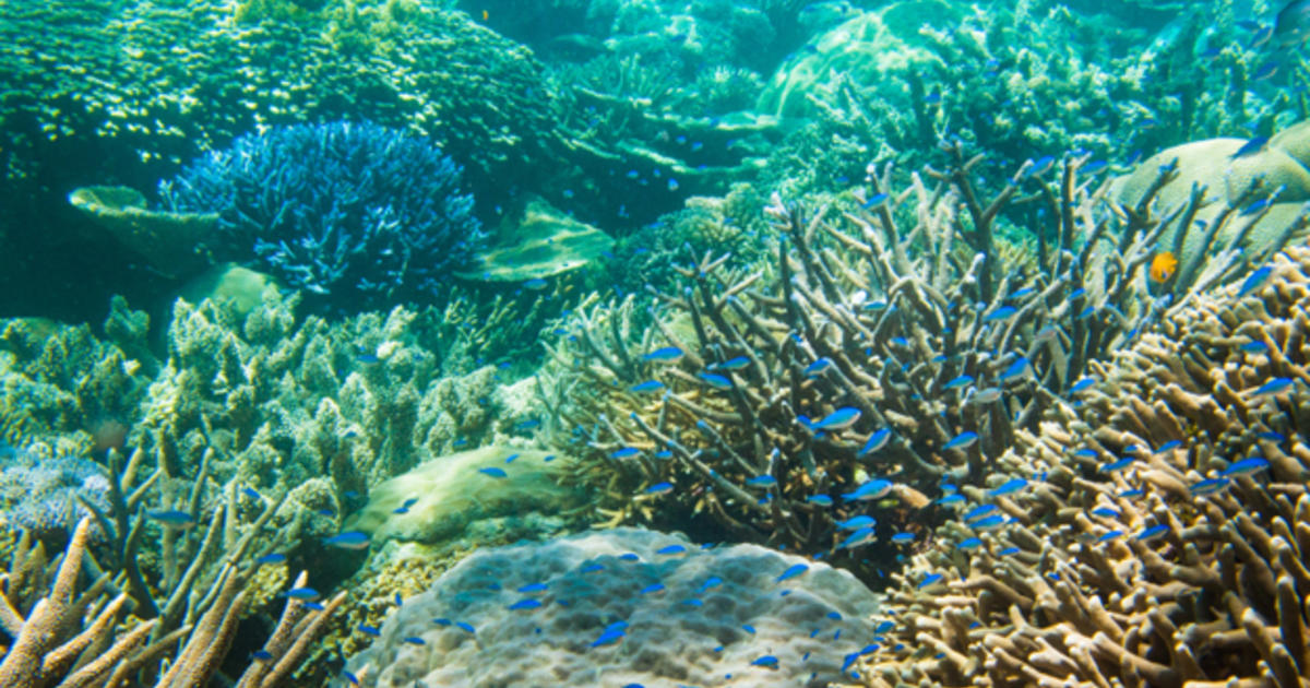 Adventurer's Guide To The Great Barrier Reef - CBS Minnesota
