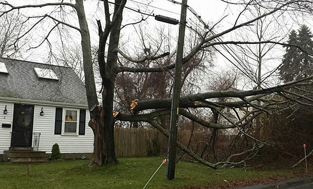 fairhaven tree - wires -- credit mike leger-n1ylq 