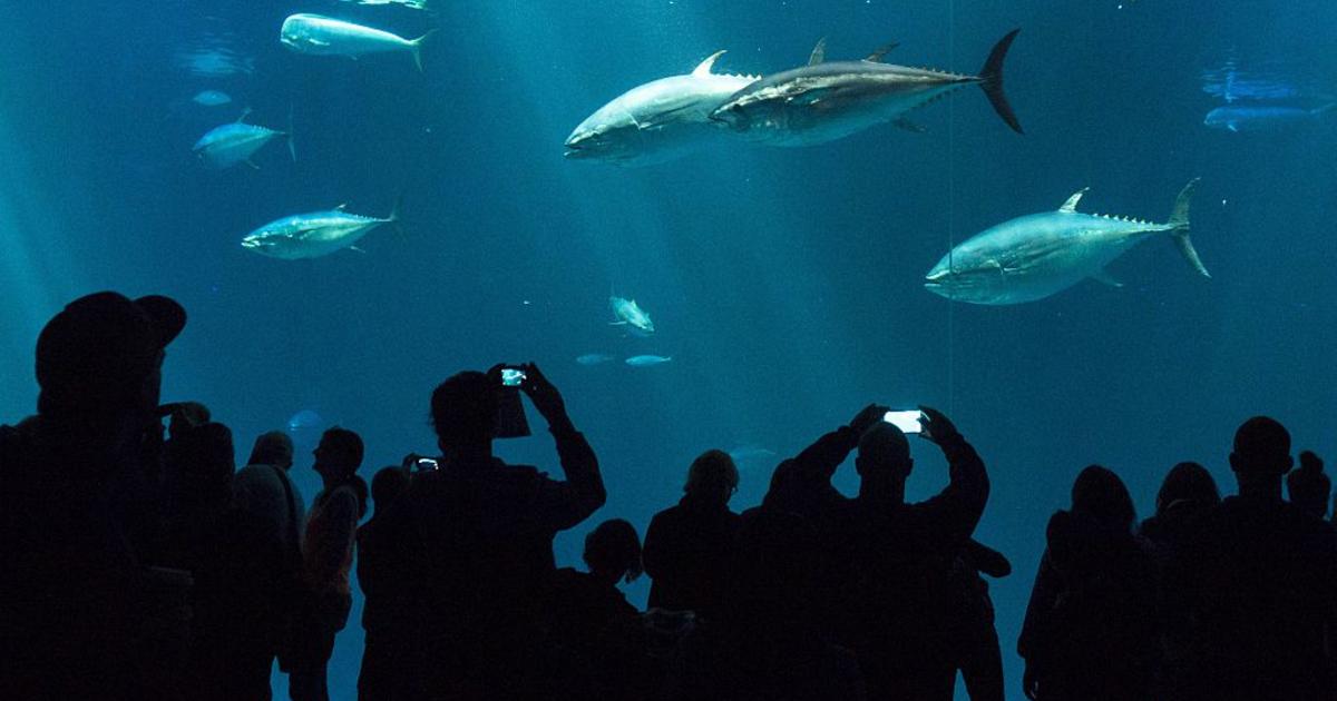 are dogs allowed in monterey bay aquarium