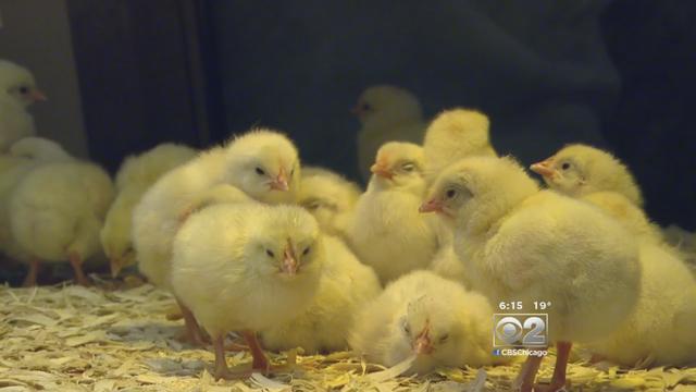 baby-chicks-museum-of-science-and-industry.jpg 