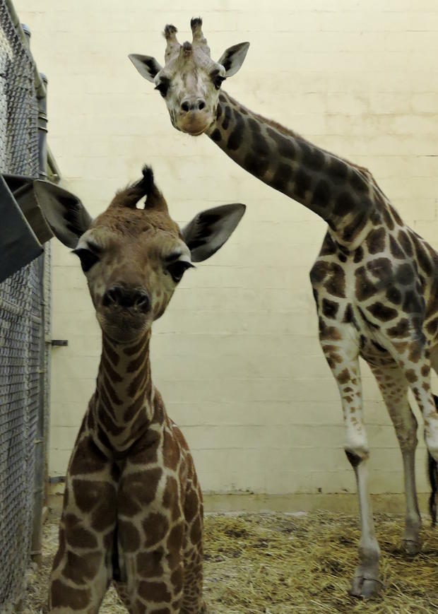 giraffe calf with mom 12-15 