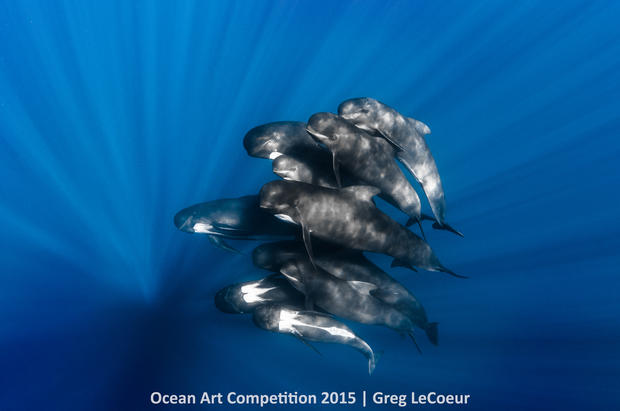 1st-p-ocean-art-2015-greg-lecoeur-1200.jpg 