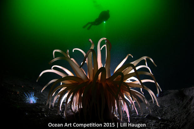 1st-c-ocean-art-2015-lill-haugen-1200.jpg 
