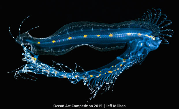 1st-m-ocean-art-2015-jeff-milisen-1500.jpg 