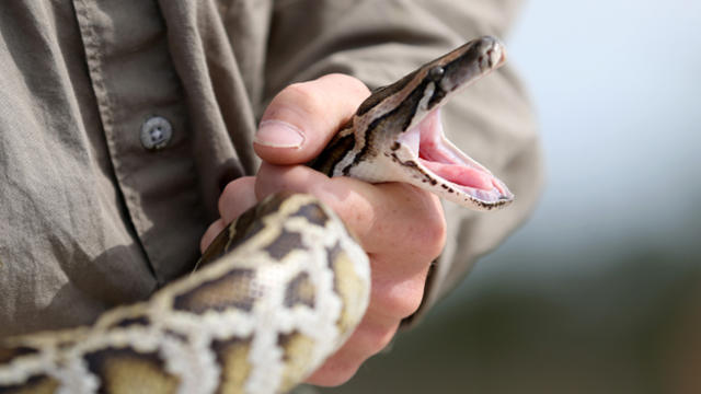 burmese-python.jpg 