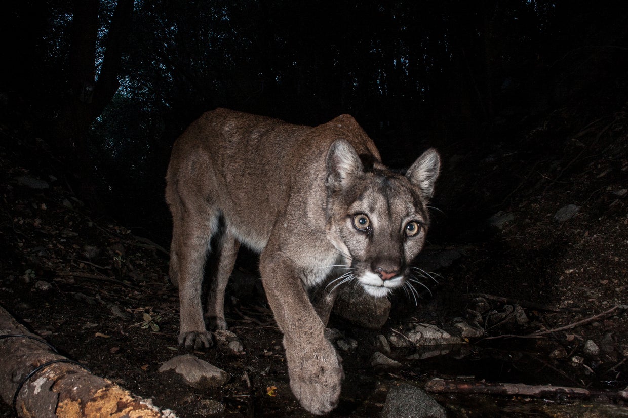 Big cats in a big city