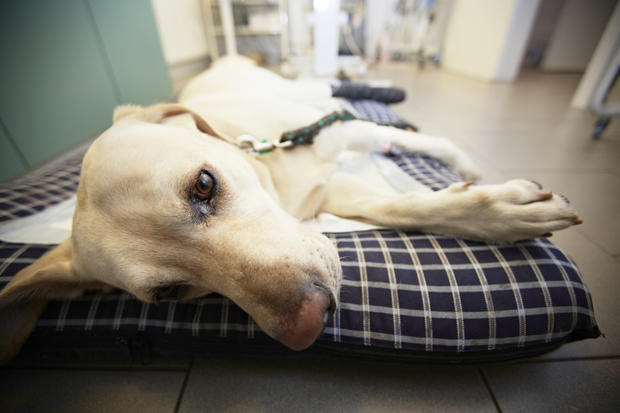 Dog flu outbreak: How to protect your pet 