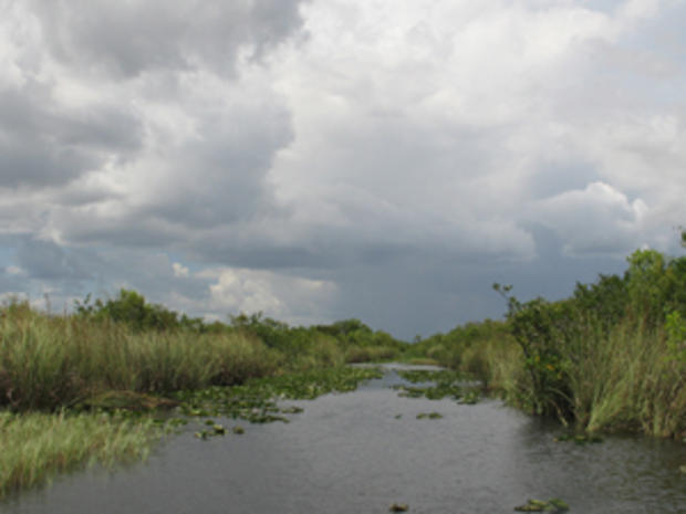 The Everglades (credit: Randy Yagi) 