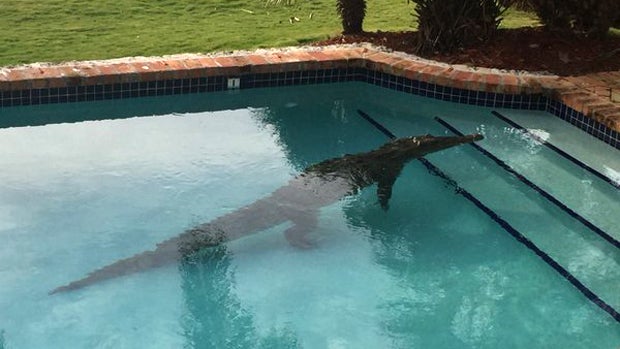 ​A crocodile was found in a swimming pool in the Florida Keys Jan. 21, 2016. 