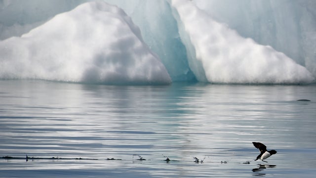 Arctic.jpg 