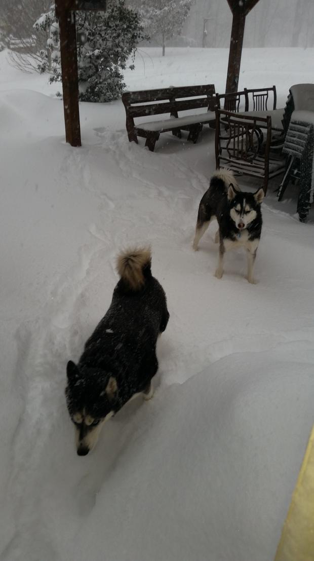 huskies-in-snow-credit-christopher-smith.jpg 