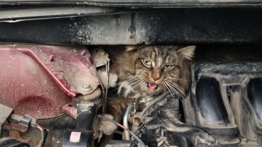 carenginecat.jpg 