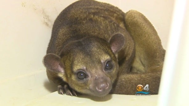 exoticanimal.jpg 