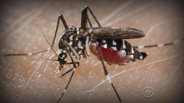Mosquitoes: "The most murderous animal on earth" 