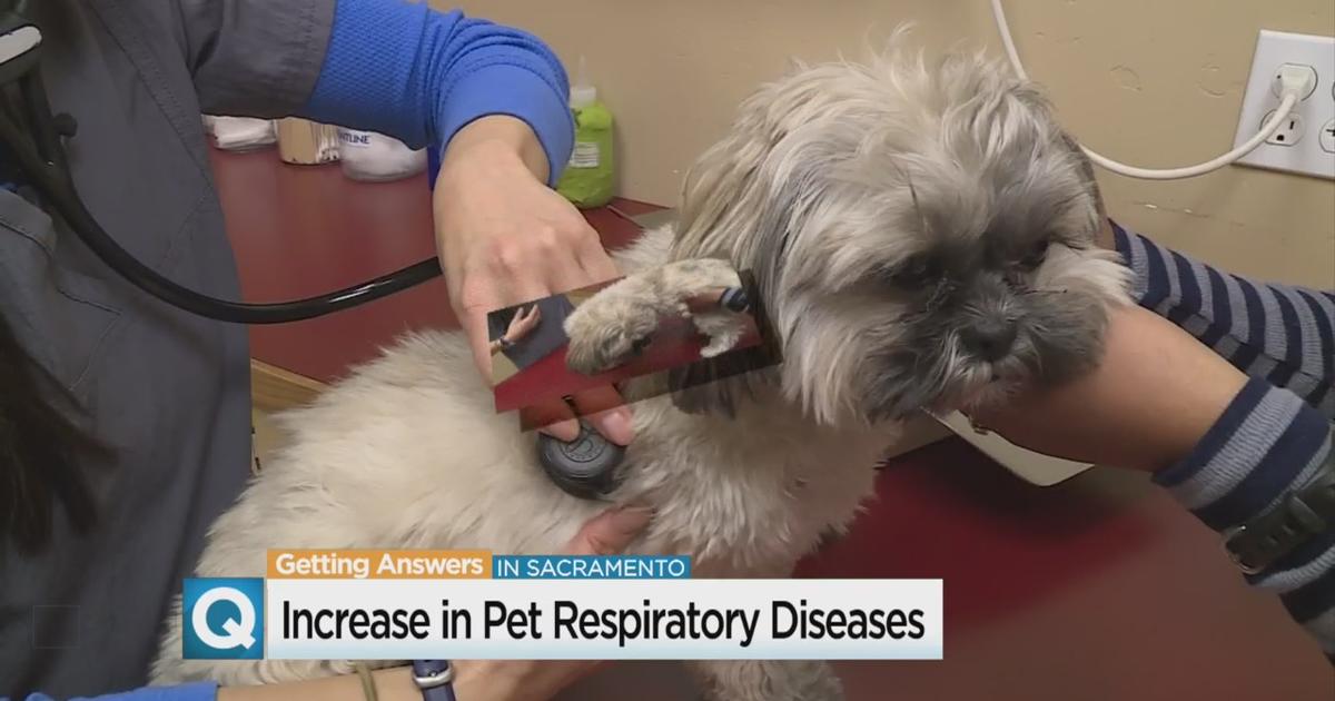 Veterinarians Warn Dangerous Respiratory Disease Spreading In Dogs CBS Sacramento