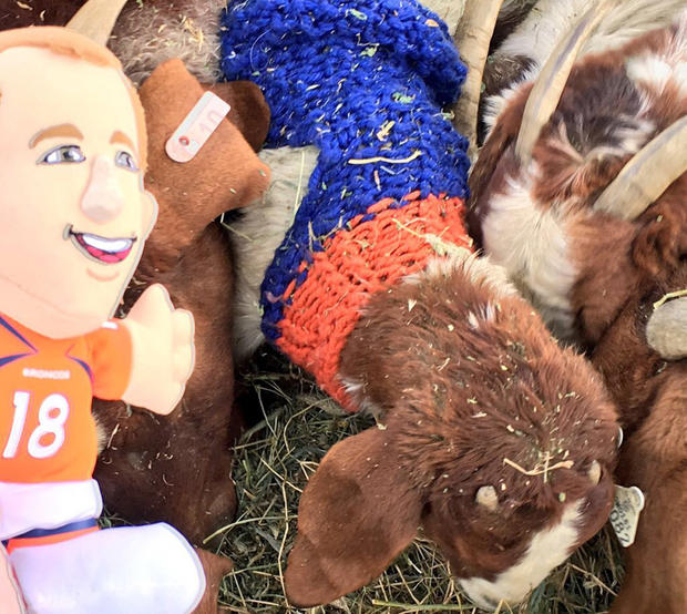 manning and goat sweaters 