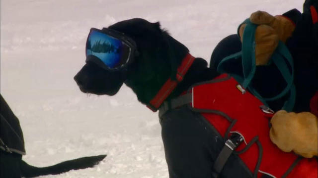 avalanche-rescue-dog.jpg 