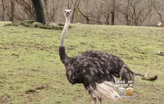 ostrich.jpg