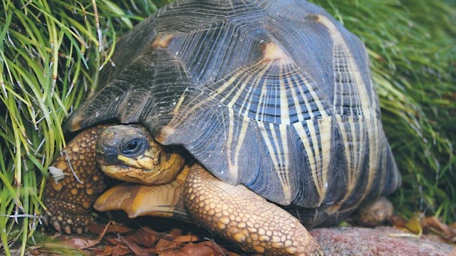 ​This undated file photo provided by the Perth Zoo, in western Australia, shows a critically endangered radiated tortoise 