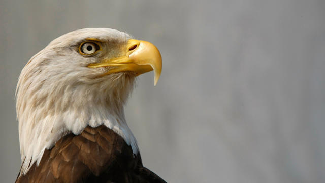 bald-eagle.jpg 