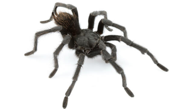 10 Most Common House Spiders - How to Identify a Dangerous Spider