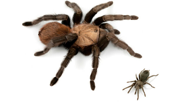 large-and-small-tarantulas.jpg 