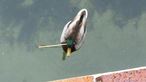 Duck with Dart 