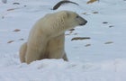 churchill-manitoba-polar-bear-capital-dustin-stephens-img1880.jpg 
