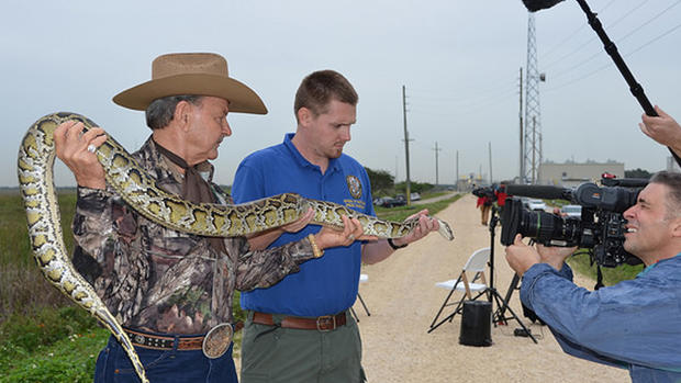Fla. python hunt draws hundreds 