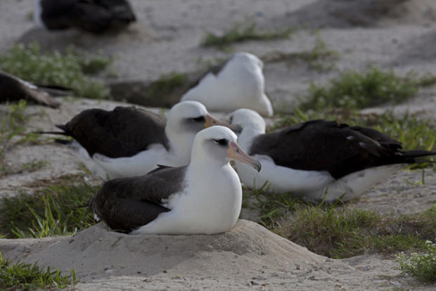 albatross-wisdom.jpg 