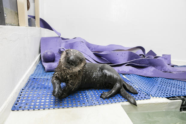 Sea Otter Pup 719 